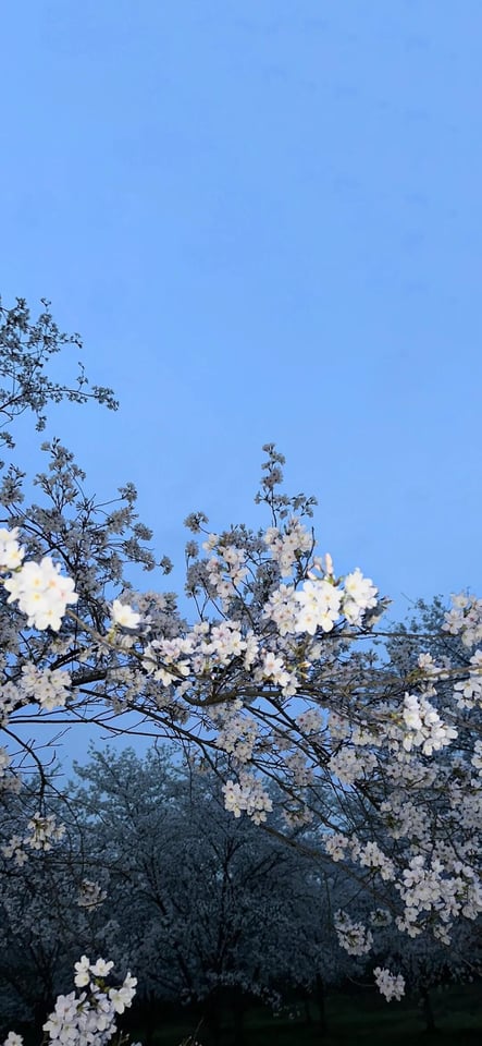 white small flowers pear blossom vertical