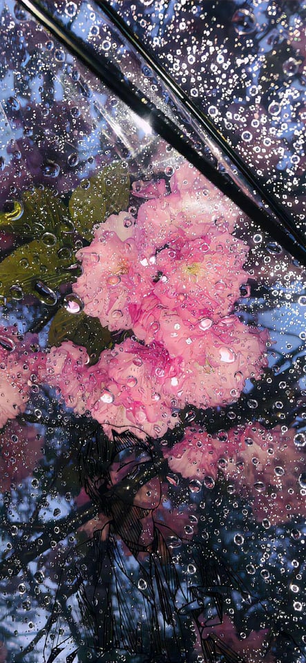 rain cherry blossoms romantic scene