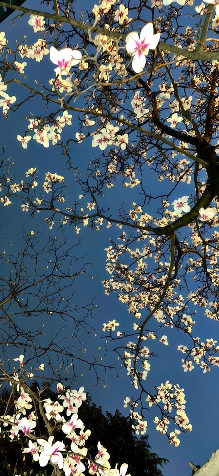 magnolia bloom blue sky