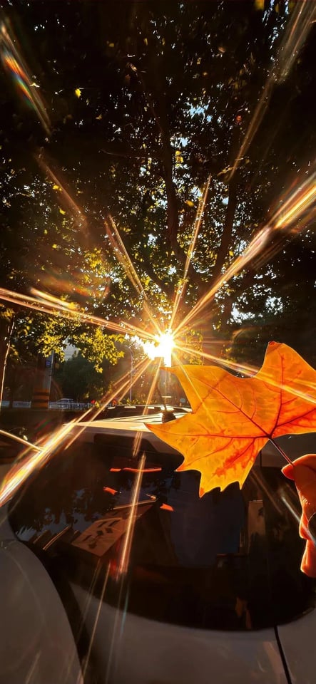 sunset through plane leaves