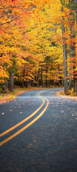 fall foliage road