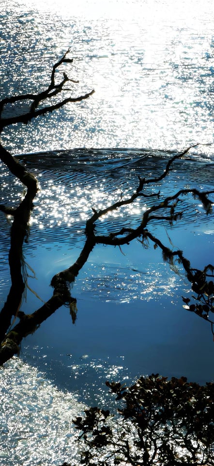 sparkling lake dry tree trunk